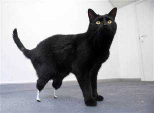 Η πρώτη γάτα παγκοσμίως με βιονικά  πόδια
