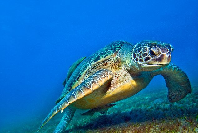 Θαλάσσιες χελώνες συλλέγουν πληροφορίες για το περιβάλλον