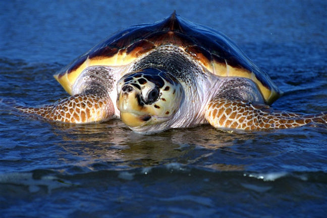 Το ενυδρείο Κρήτης απελευθερώνει δύο θαλάσσιες χελώνες