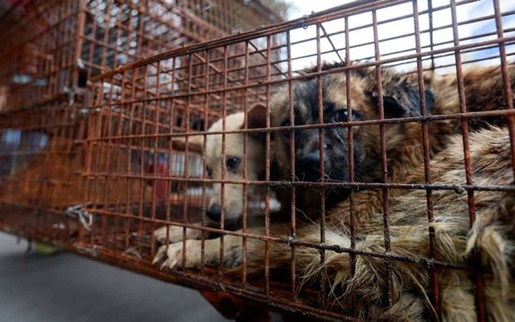 Σάλος από το φεστιβάλ σφαγιασμού ζώων στην Κίνα