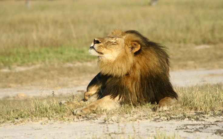Δεν θα διωχθεί τελικά ο οδοντίατρος που σκότωσε το λιοντάρι Σεσίλ