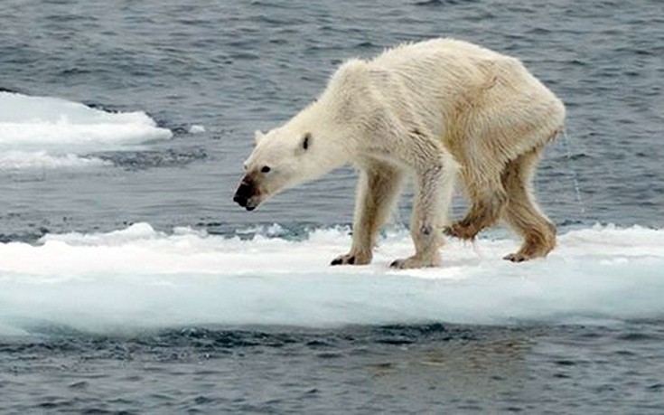 Οι πολικές αρκούδες στη Νορβηγία λιμοκτονούν