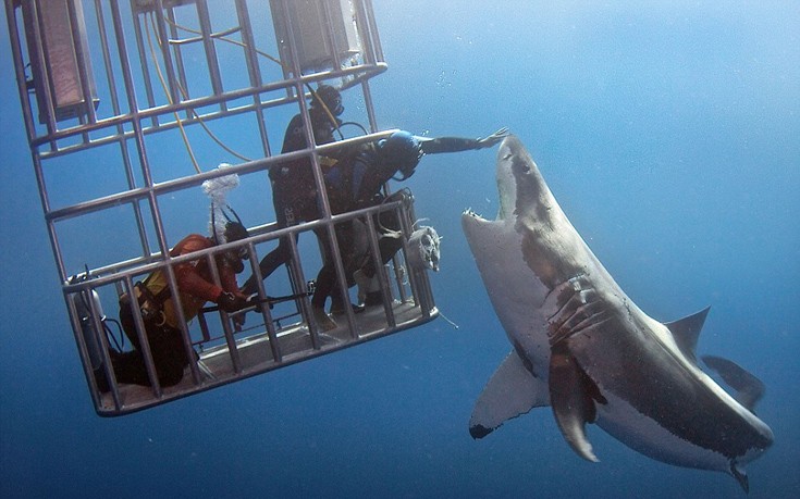 Δύτης χάιδεψε μεγάλο λευκό καρχαρία στη μύτη