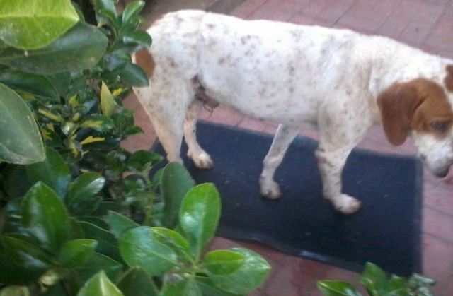 Βασάνισαν σκύλο στη Λαμία δένοντας με σύρμα τα γεννητικά του όργανα