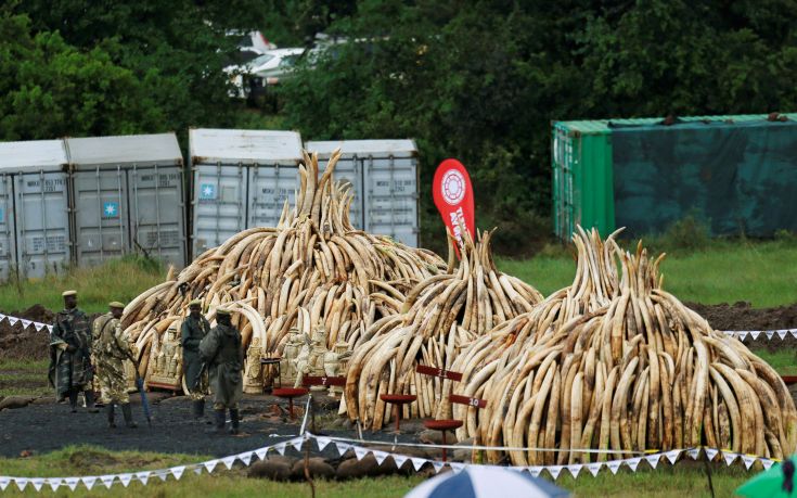 Με καύση 105 τόνων ελεφαντόδοντου «ξορκίζει» τη λαθροθηρία η Κένυα
