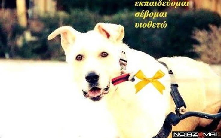 Φορέστε κίτρινη κορδέλα στον σκύλο, αν δεν θέλετε να τον χαϊδεύουν