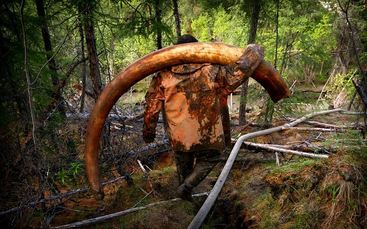 Η παράνομη δράση Ρώσων κυνηγών... μαμούθ στη Σιβηρία