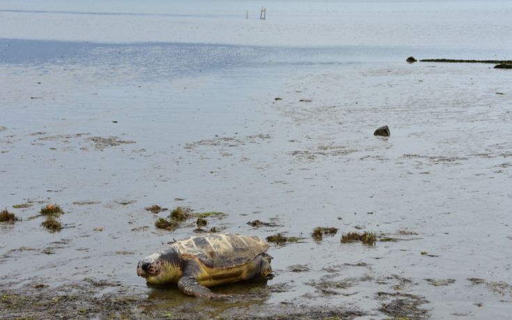 Δέκα αποκεφαλισμένες θαλάσσιες χελώνες έχουν βρεθεί στη Νάξο
