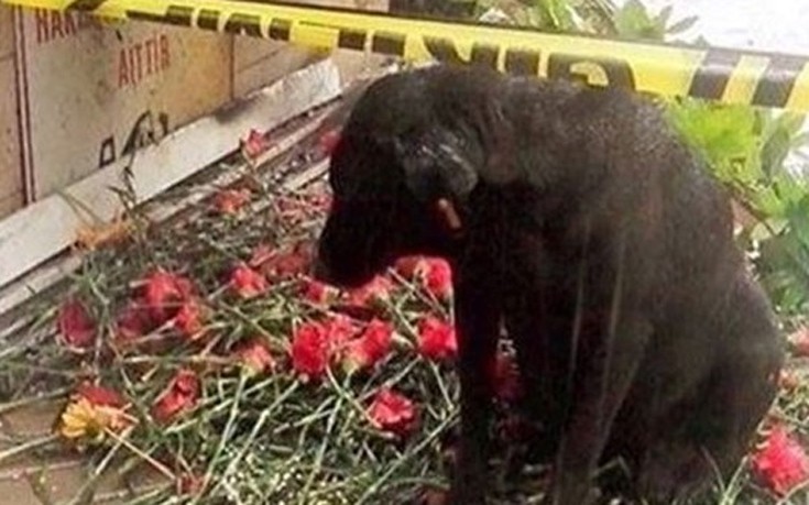Σκύλος περιμένει το αφεντικό του που σκοτώθηκε στη Σμύρνη