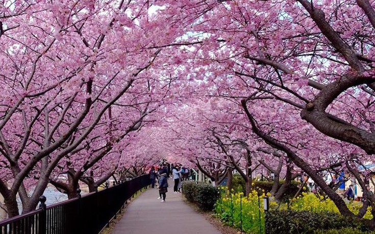 Οι κερασιές άνθισαν πρόωρα στην Ιαπωνία
