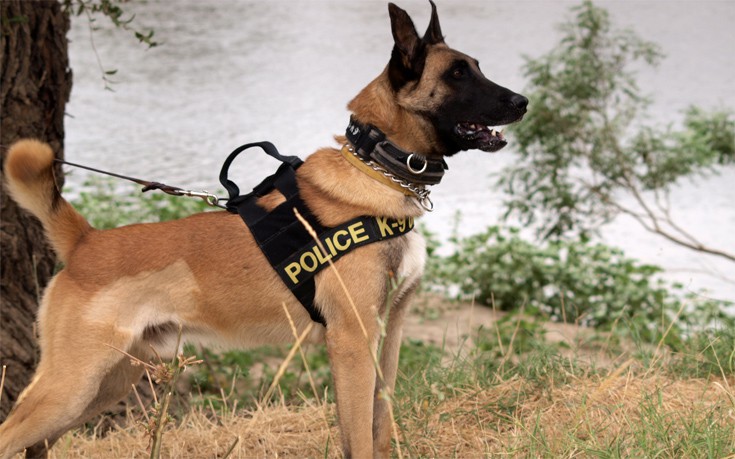 Γνωρίστε την Ομάδα Σκύλων της Ελληνικής Αστυνομίας