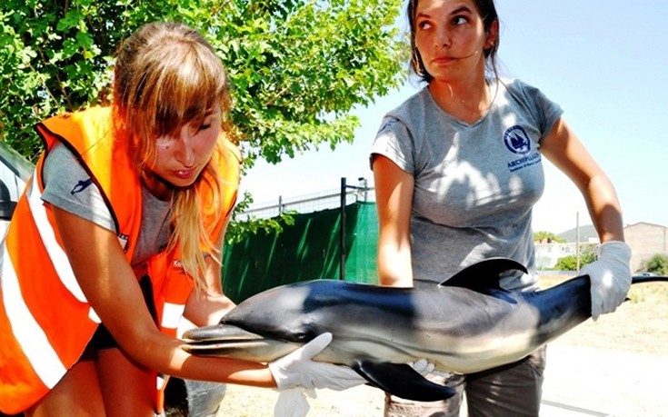 Έξαρση στα περιστατικά με αποκεφαλισμένες χελώνες, φώκιες και μαχαιρωμένα δελφίνια