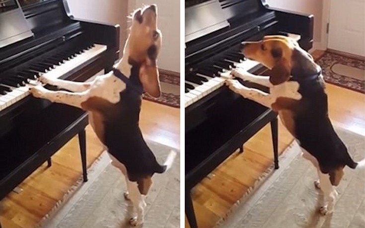 Ο πολυτάλαντος σκύλος που παίζει πιάνο και τραγουδάει