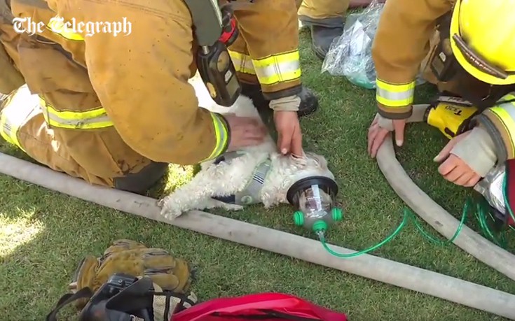 Πυροσβέστες επανέφεραν στη ζωή σκύλο που είχε εγκλωβιστεί σε φλεγόμενο σπίτι