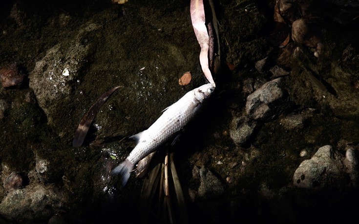 Με νεκρά ψάρια γέμισε το ρέμα της Πικροδάφνης
