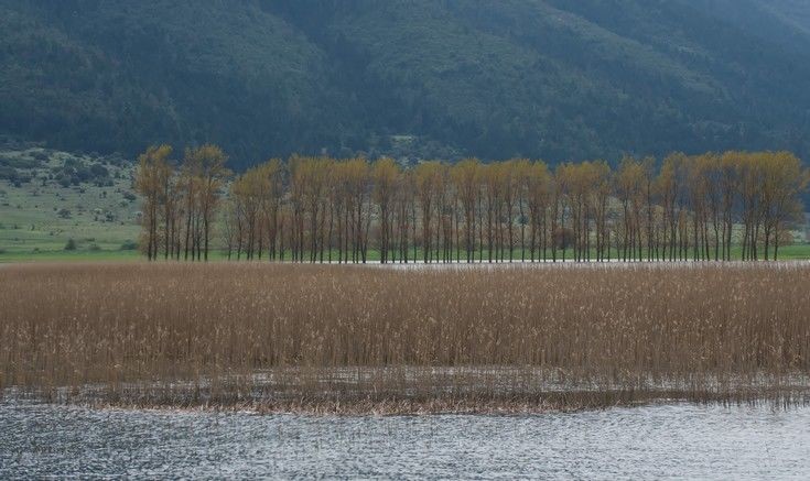 Ολοκληρώθηκε η τρίτη κοπή καλαμιών για τη αποκατάσταση της λίμνης Στυμφαλίας