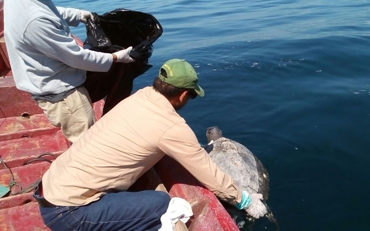Εκατοντάδες νεκρές θαλάσσιες χελώνες στα νερά του Ελ Σαλβαδόρ