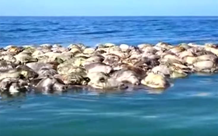 Εκατόμβη θαλασσίων χελωνών που κινδυνεύουν με εξαφάνιση στο Μεξικό