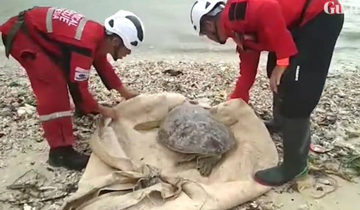 Δεκάδες θαλάσσιες χελώνες ξεβράστηκαν στη στεριά μετά από το φονικό τσουνάμι