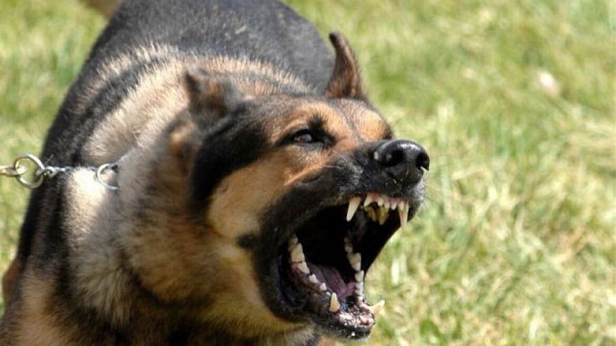Στυλίδα: Γυναίκα δέχτηκε επίθεση από σκύλο