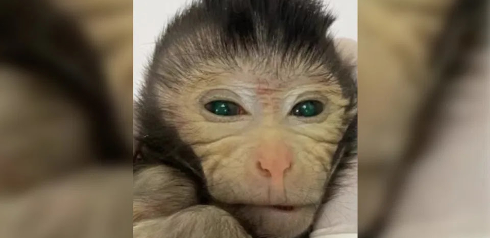 Επιστήμονες στην Κίνα δημιούργησαν πίθηκο χίμαιρα που φωσφόριζε με διαφορετικά βλαστοκύτταρα