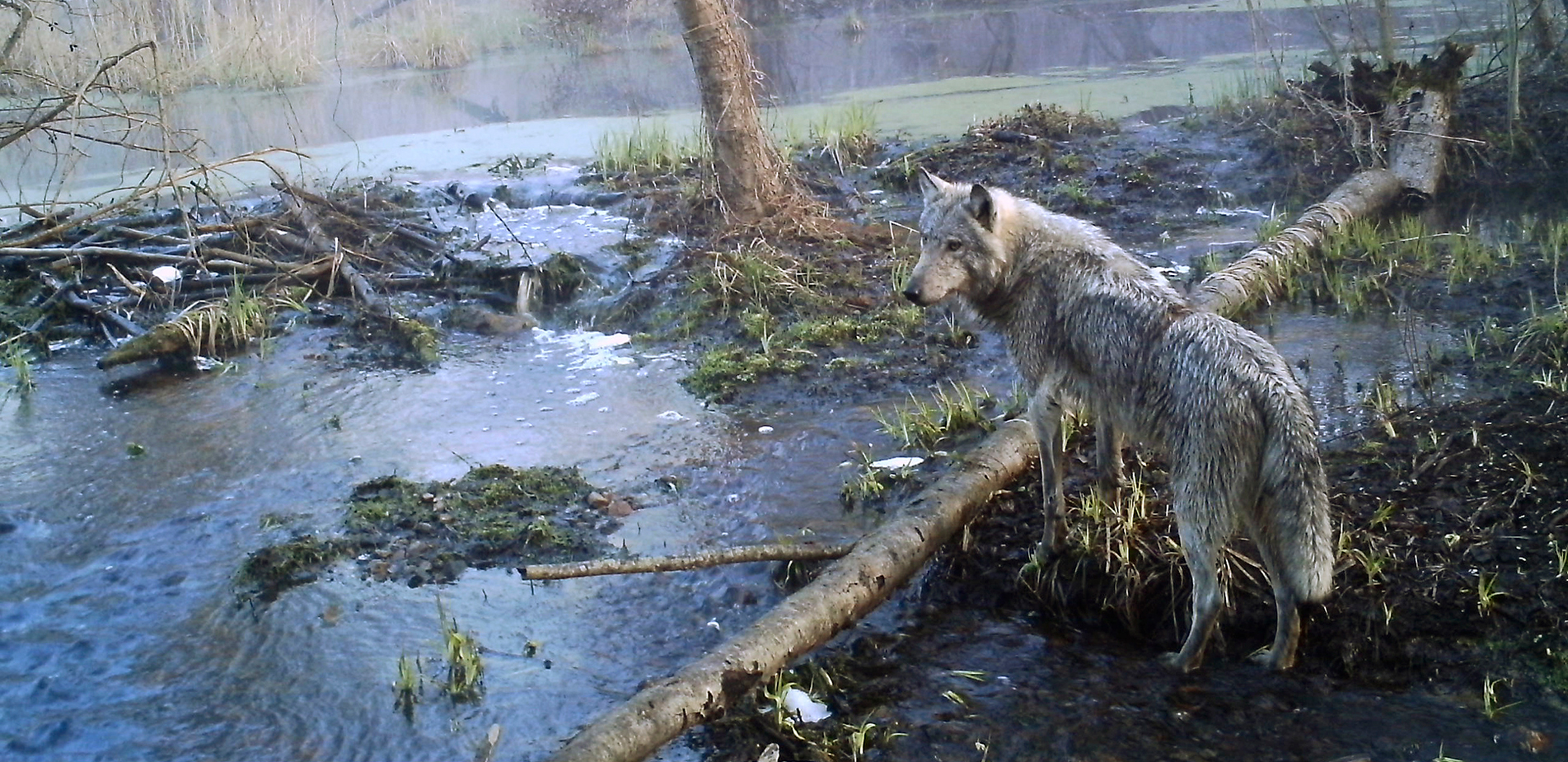 Οι μεταλλαγμένοι λύκοι που περιφέρονται στη ζώνη αποκλεισμού του Τσερνόμπιλ «έχουν αναπτύξει ικανότητες ανθεκτικότητας στον καρκίνο»