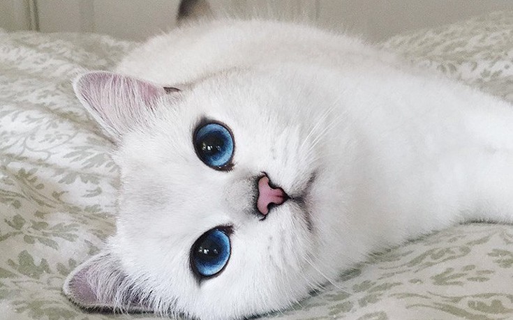 Ο γάτος με τα απίστευτα μάτια