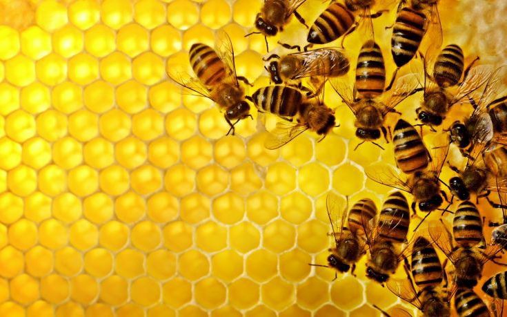 Γιατί αγαπάμε τις μέλισσες και μισούμε τις σφήκες