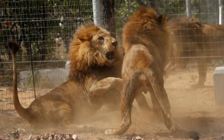 Αγέλη λιονταριών κατασπάραξε επίδοξο λαθροκυνηγό