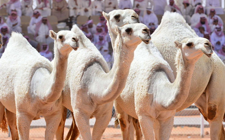 Καμήλες αποκλείονται από διαγωνισμό ομορφιάς γιατί είχαν κάνει… μπότοξ!