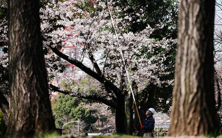 Τι απειλεί τις ανθισμένες κερασιές της Ιαπωνίας