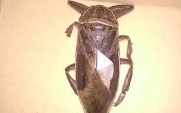 Τι ήταν το σαρκοφάγο έντομο που βρέθηκε στη Λαμία