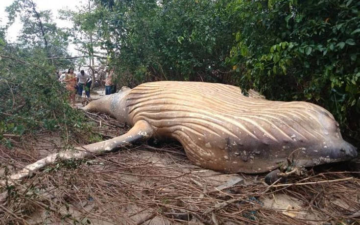 Μυστήριο με νεκρή φάλαινα στη ζούγκλα του Αμαζονίου