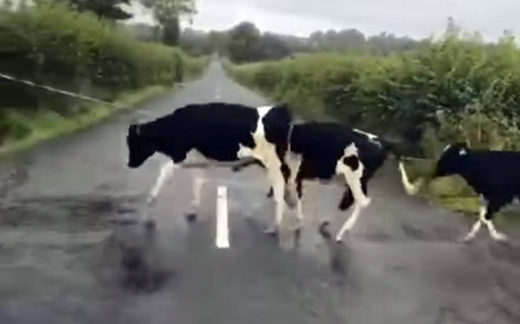 Αγελάδες βλέπουν τη διαγράμμιση δρόμου... σαν εμπόδιο
