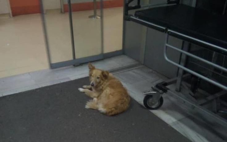 Σκυλίτσα «Χάτσικο» στον Βόλο: Περιμένει πέντε χρόνια το αφεντικό της που πέθανε